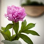 Rhea / рея Pensión Balchik