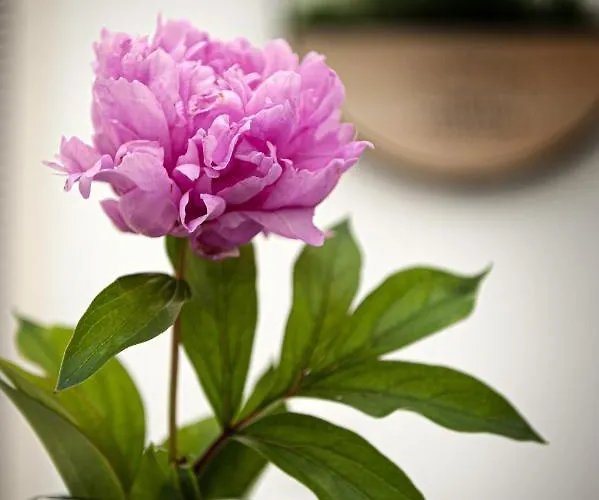 Rhea / рея Guest house Balchik